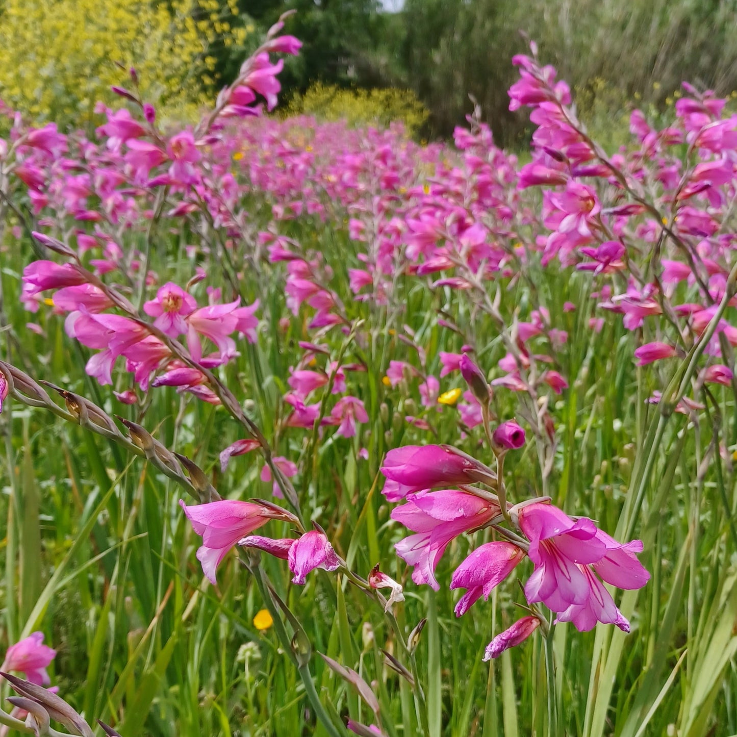 Gladiolus italicus - gladiolo dei campi (Vaso quadro 7x7x10 cm)