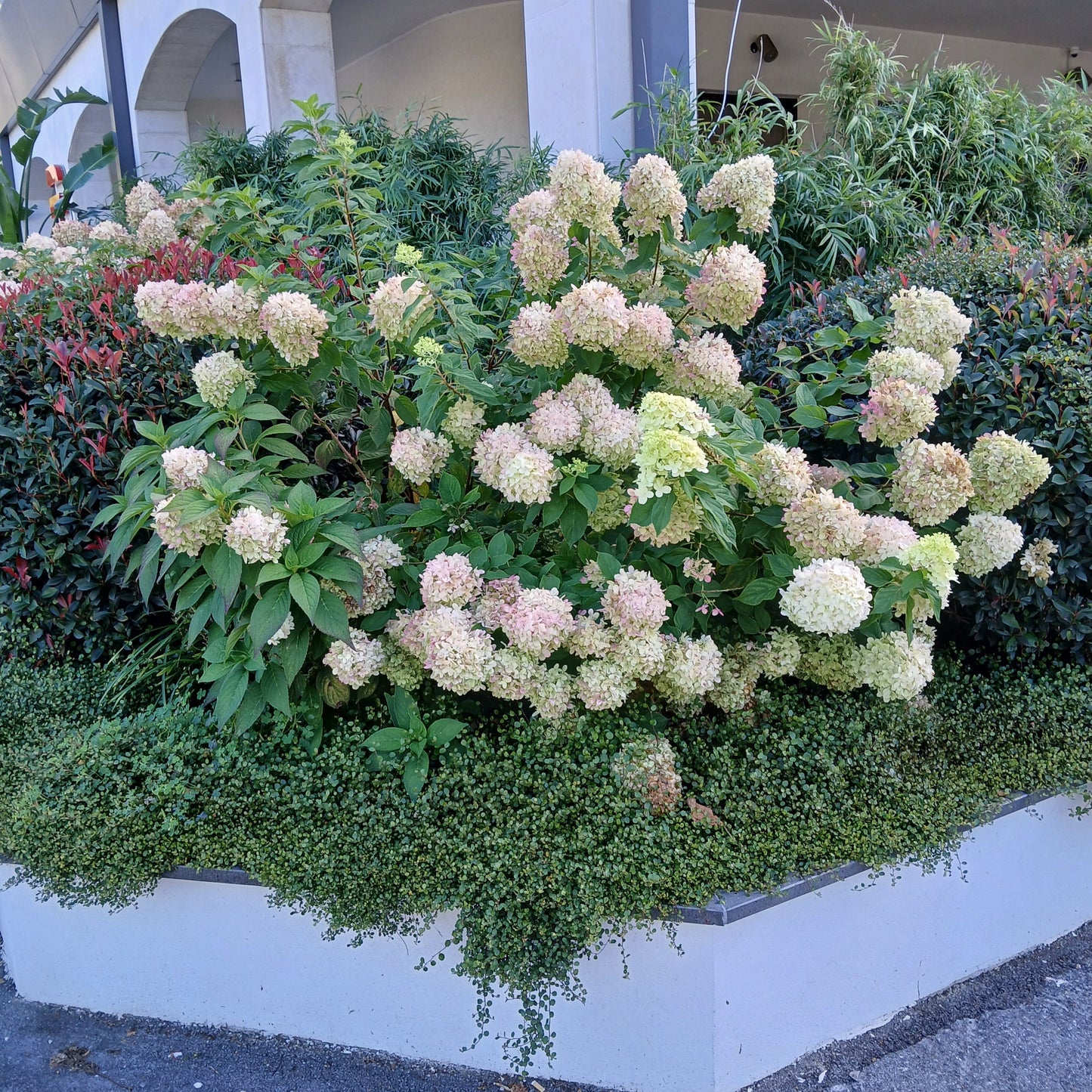 Hydrangea paniculata - Panicle-flowered hydrangea (18 cm pot)