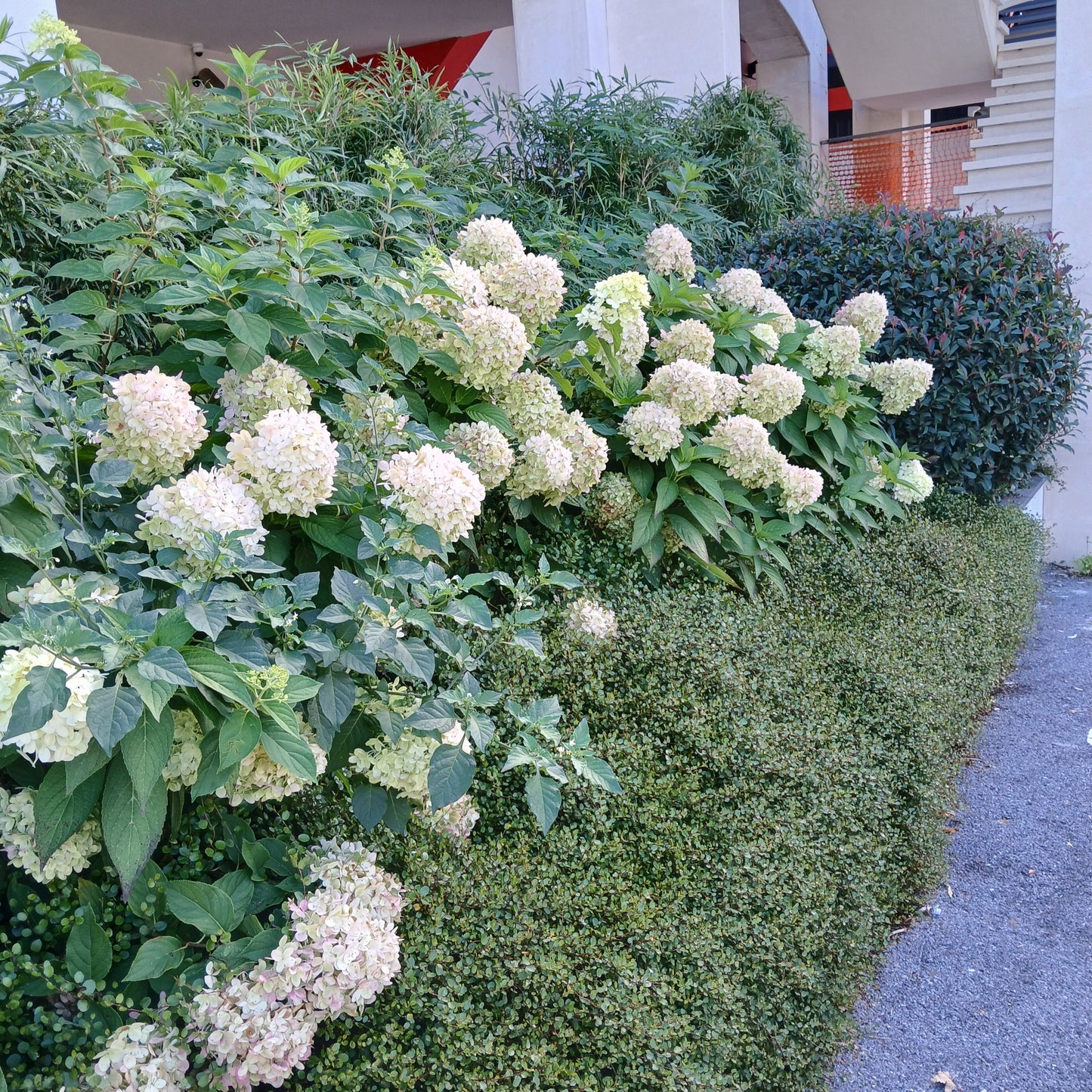 Hydrangea paniculata - Panicle-flowered hydrangea (18 cm pot)