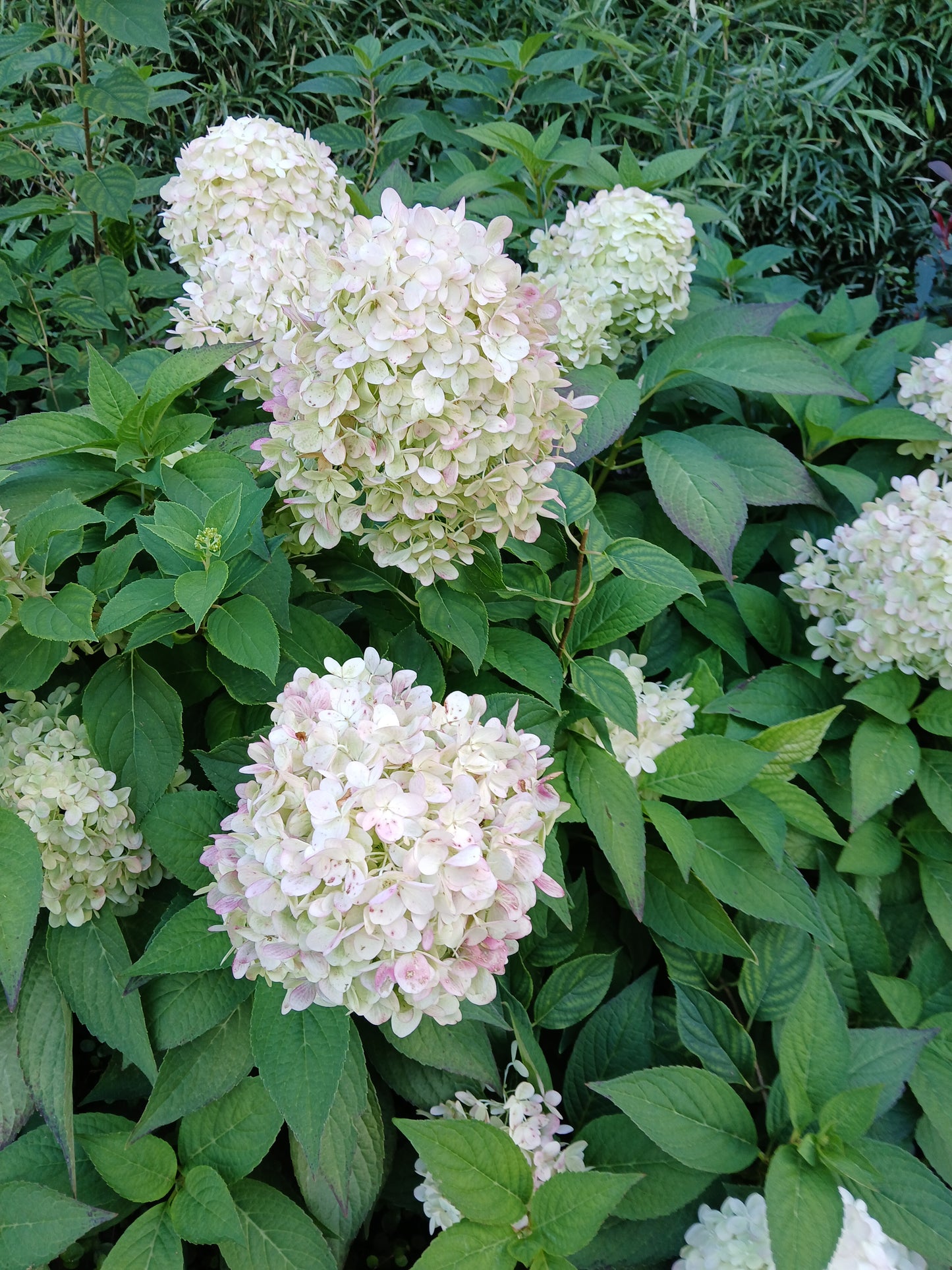 Hydrangea paniculata - Panicle-flowered hydrangea (18 cm pot)