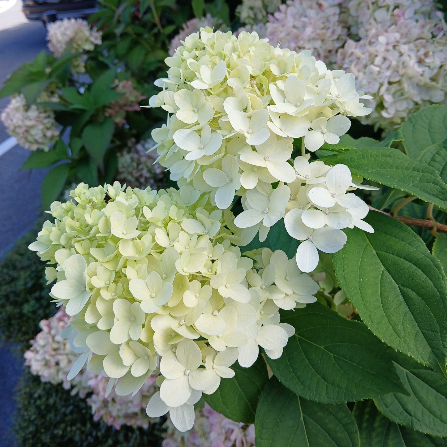 Hydrangea paniculata - Panicle-flowered hydrangea (18 cm pot)