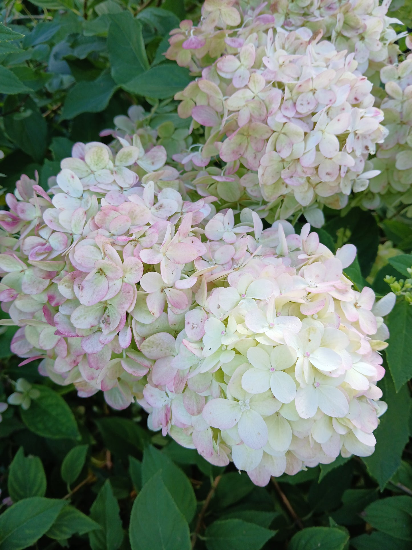 Hydrangea paniculata - Panicle-flowered hydrangea (18 cm pot)