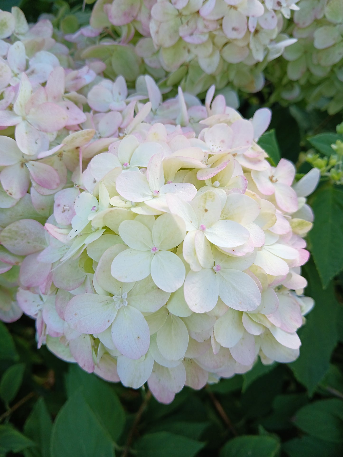 Hydrangea paniculata - Panicle-flowered hydrangea (18 cm pot)
