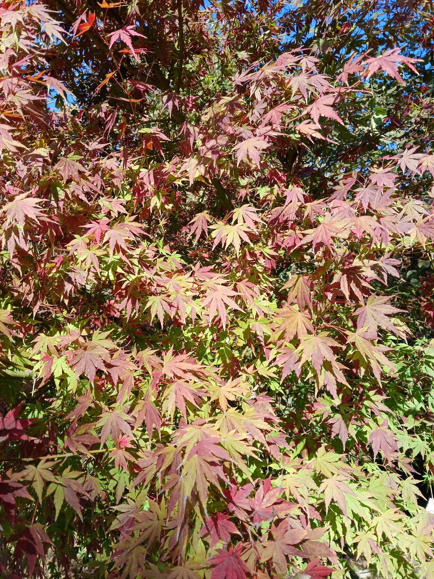 Acer palmatum cv. "rubro-viridis" FRANCO - acero giapponese rosso e verde (Vaso 18 cm)