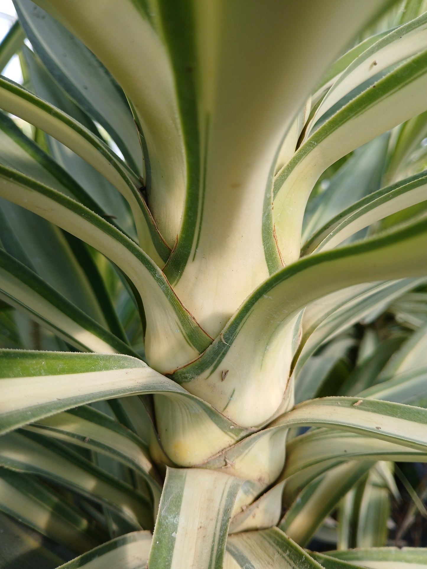 Yucca elephantipes variegata cv "mediopicta" - yucca variegata (Vaso 22 cm)