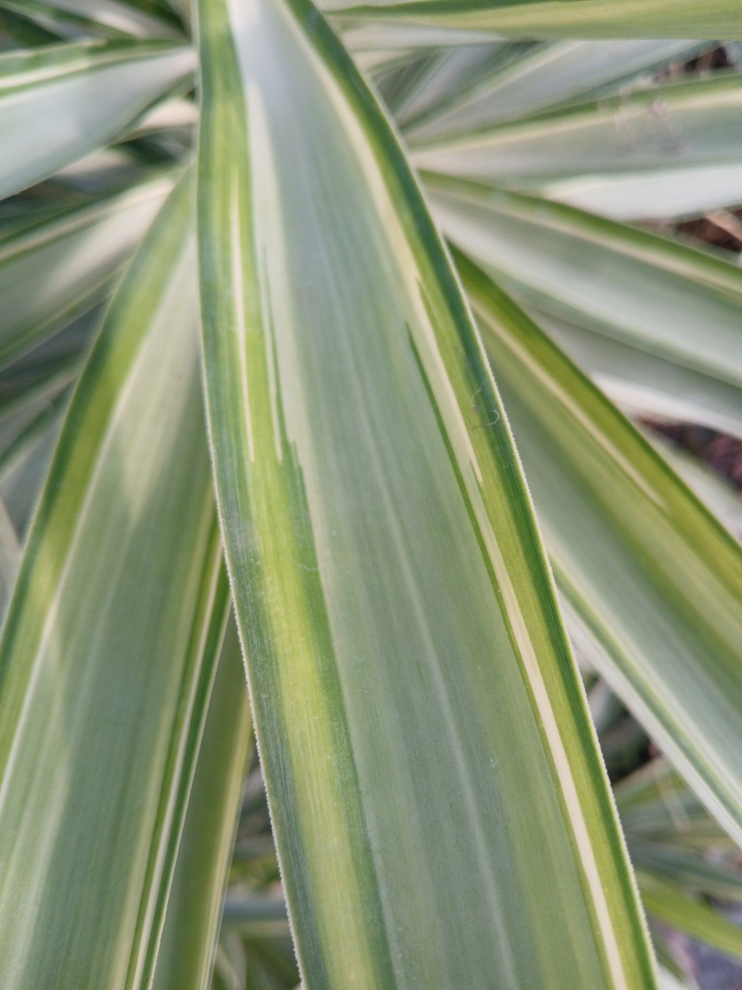 Yucca elephantipes variegata cv "mediopicta" - yucca variegata (Vaso 22 cm)