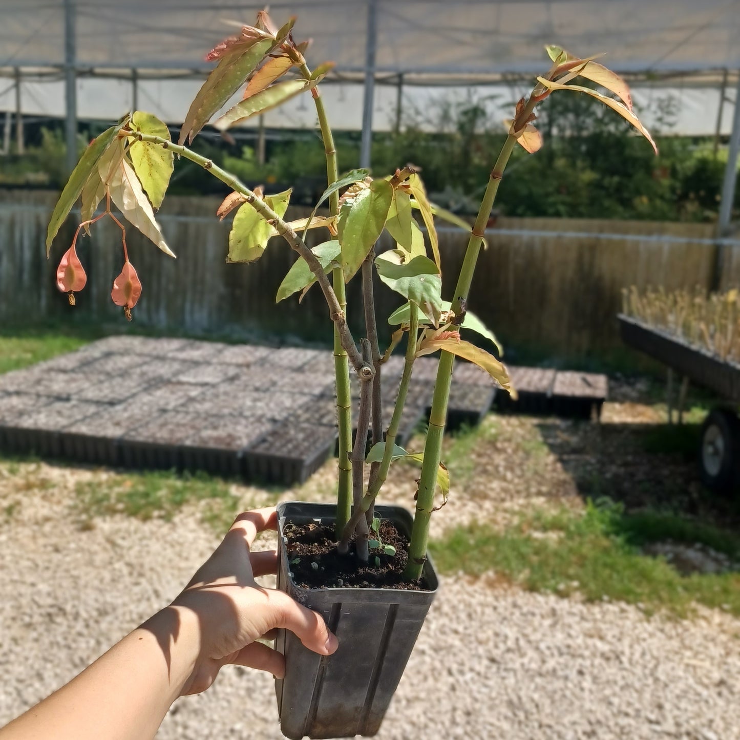 Begonia corallina - tamaya (Vaso quadro 9x9x10 cm)