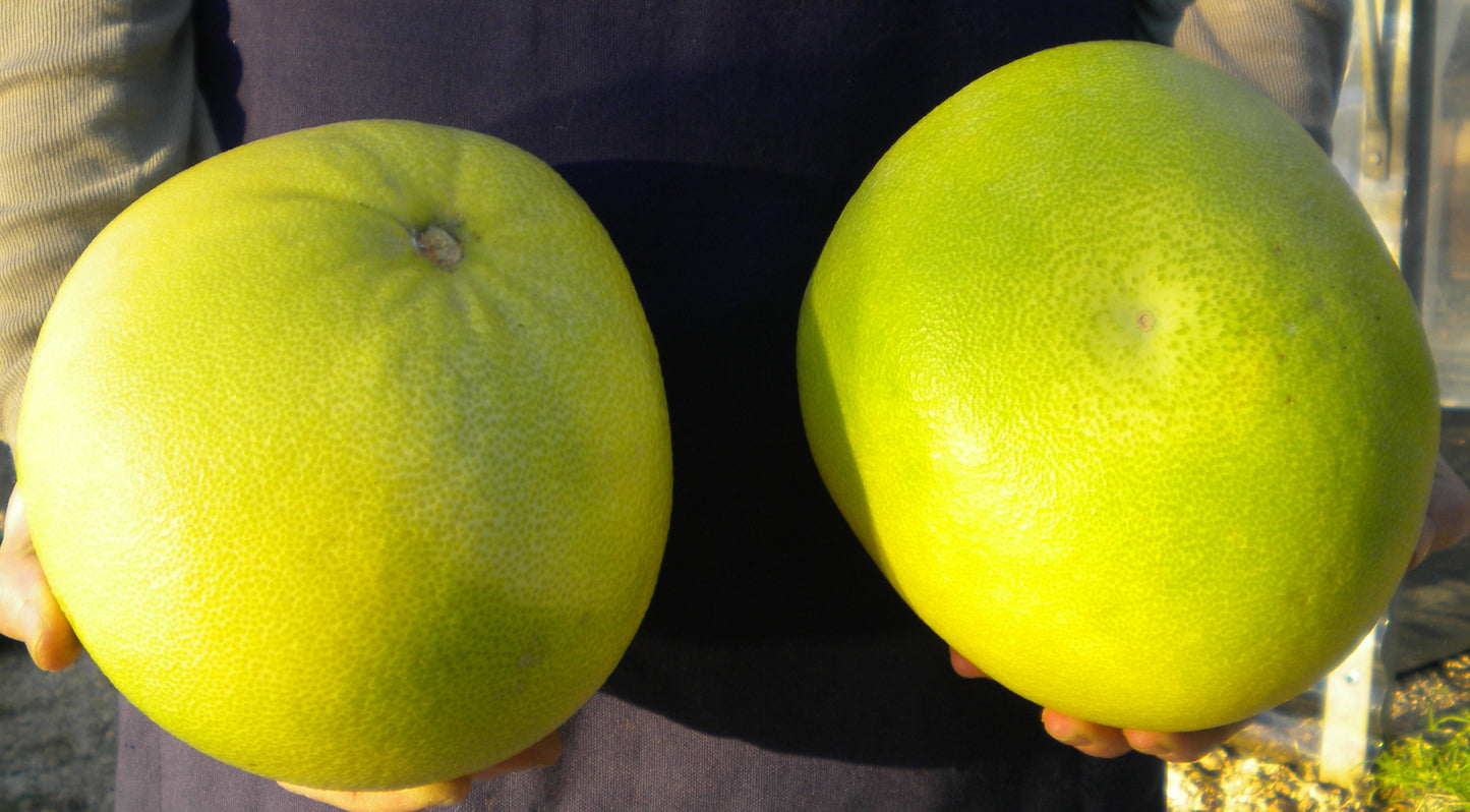 Citrus maxima - Pomelo rosa (Fitocella)