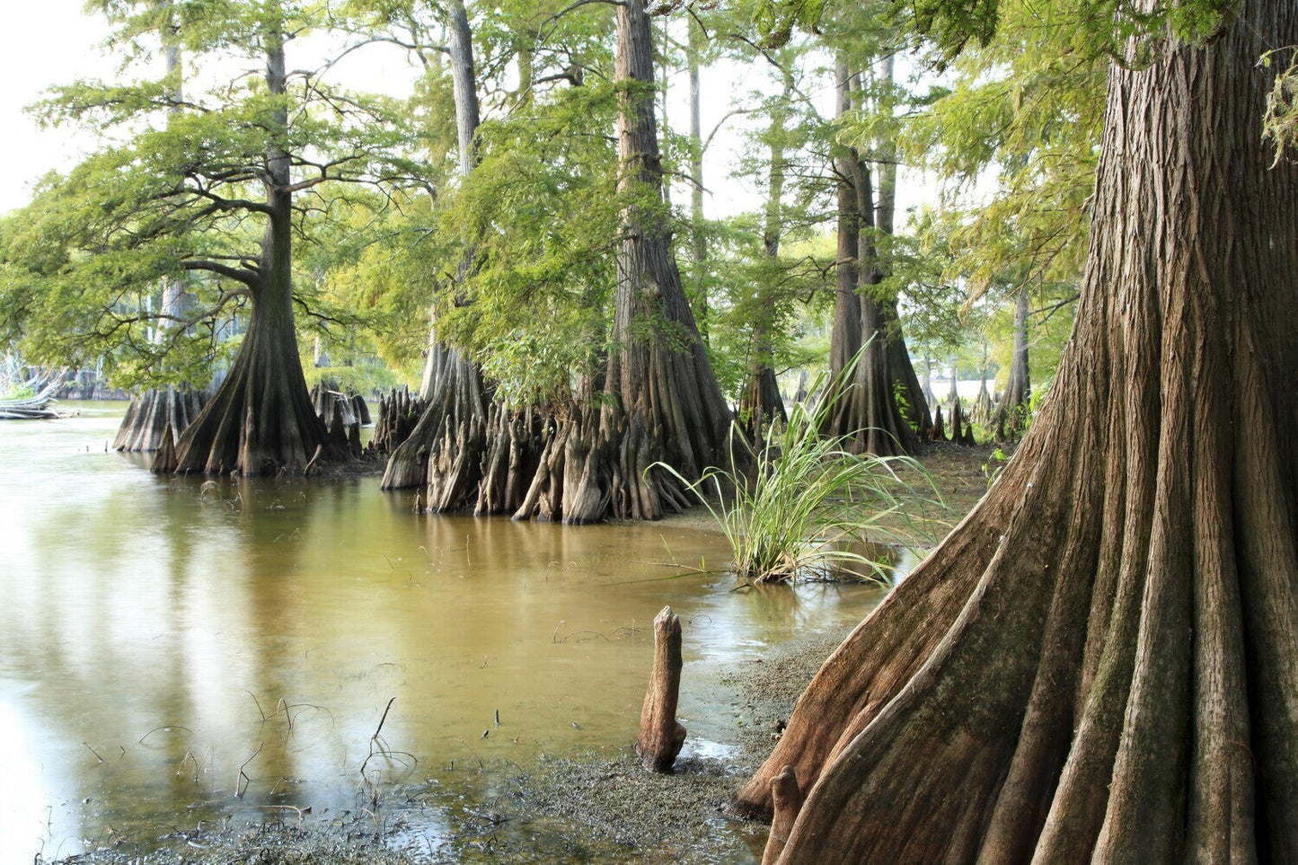 Taxodium distichum - cipresso calvo (Alveolo forestale)