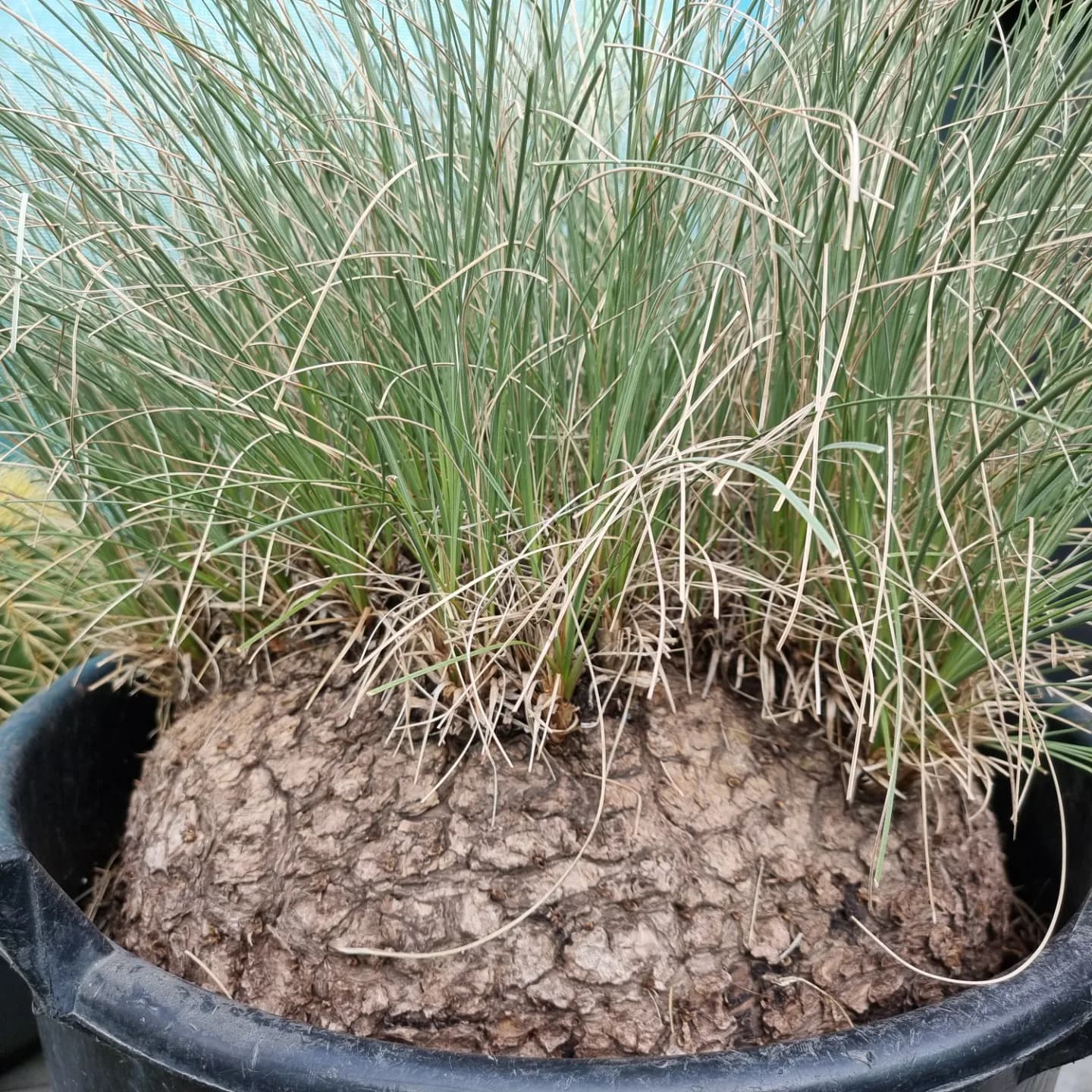 Calibanus sin. Beaucarnea hookeri - calibano di Hooker (Vaso quadro 7x7x10 cm)
