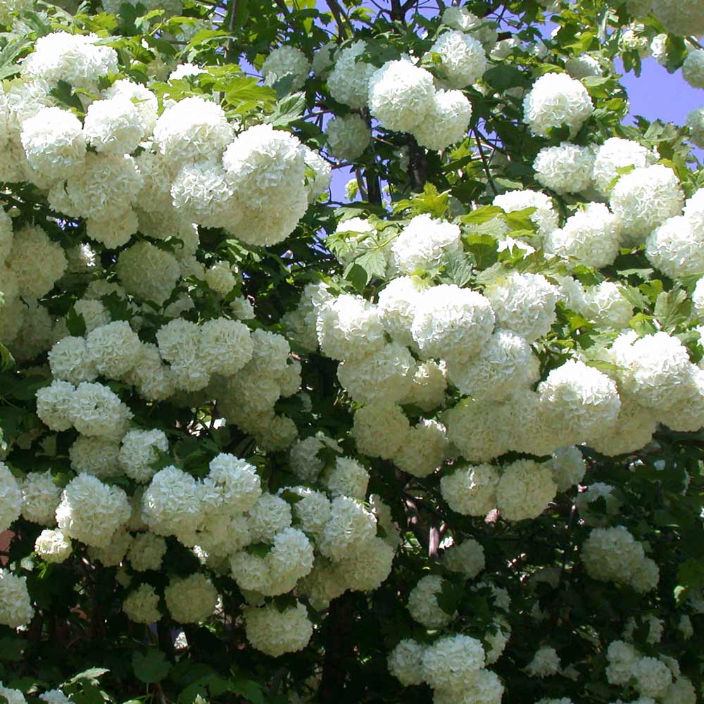 Viburnum opulus cv. "roseum" - pallon di maggio da fiore (Alveolo forestale)