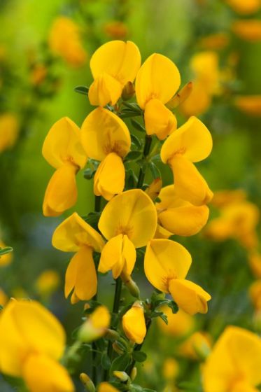 Cytisus scoparius - ginestra dei carbonai (Alveolo forestale)