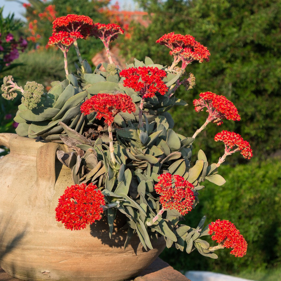 Crassula falcata (sin C. perfoliata var. minor) - pianta bussola (Pianta in seminiera)