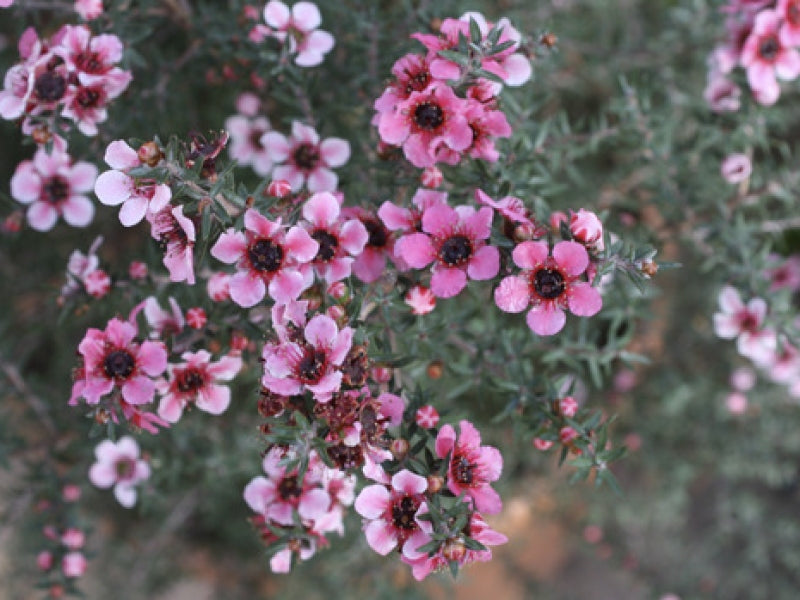 Leptospermum Scoparium - Fiore Rosa Doppio (Vaso quadro 9x9x10 cm)