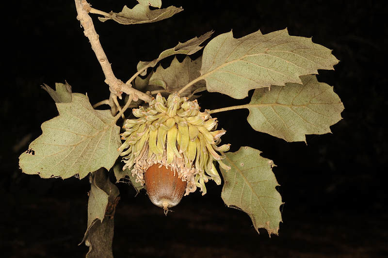 Quercus ithaburensis subs. macrolepis - vallonea (Alveolo forestale)