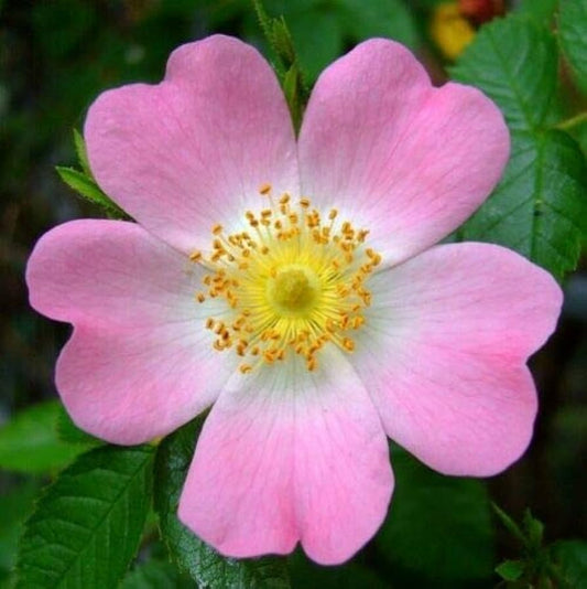 Rosa canina - rosa canina (Alveolo forestale)