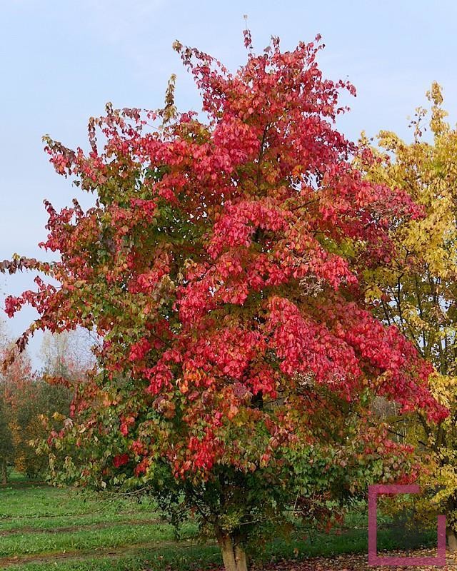 Acer palmatum cv. fire glow fg1 - acero giapponese rosso (Vaso 18 cm –  Vivai Mola della Badia