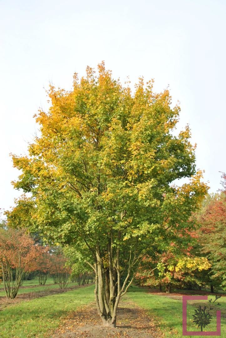 Acer campestre - acero campestre (Vaso quadro 9x9x20 cm)