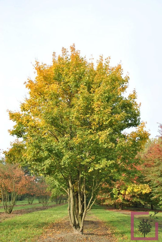 Acer campestre - acero campestre (Vaso quadro 9x9x20 cm)