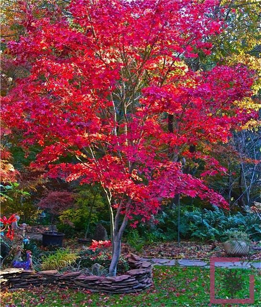 Acer palmatum cv. "fire glow" fg1 - acero giapponese rosso (Vaso 18 cm, INNESTATO)