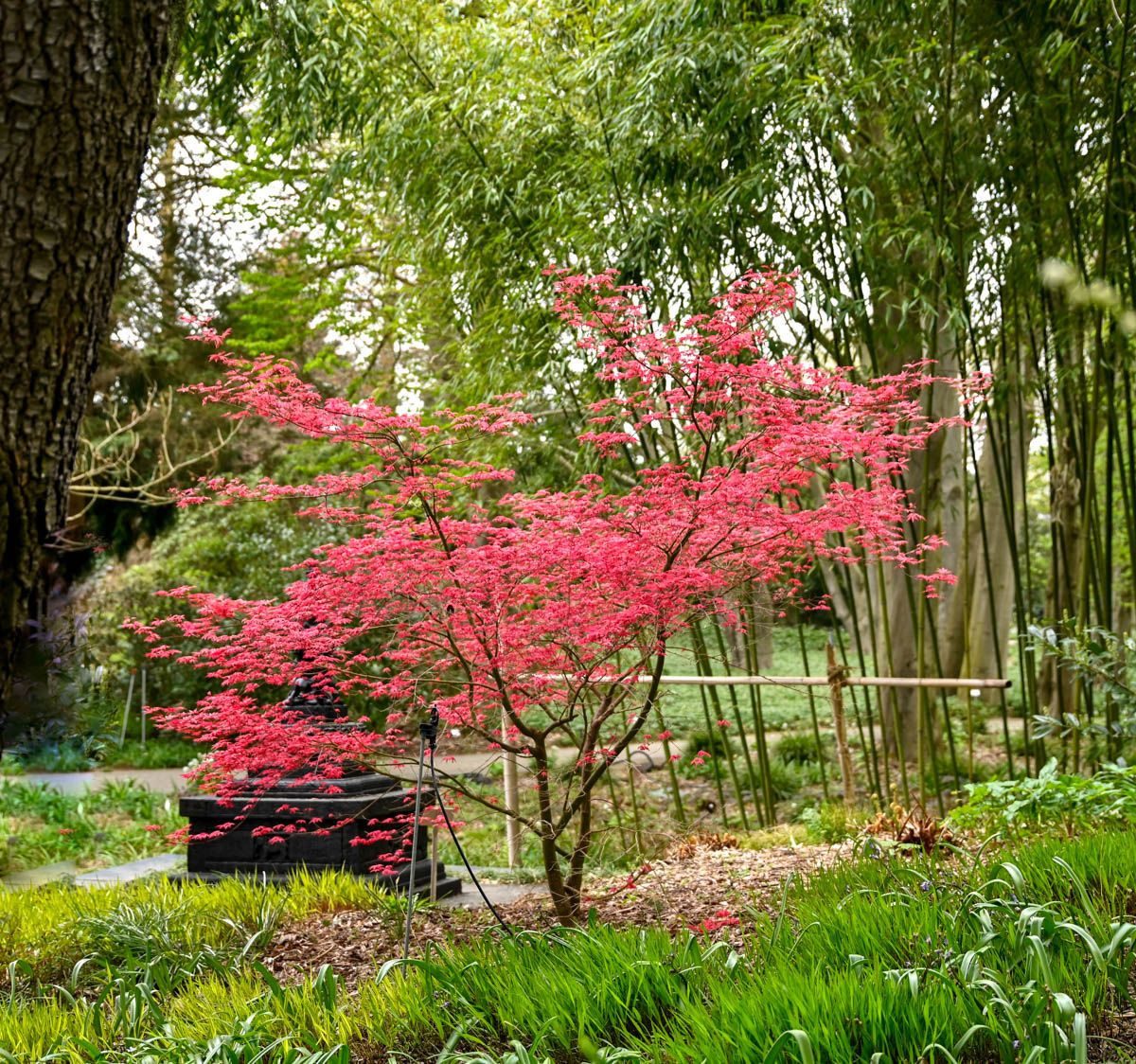Acer Palmatum Cv. "Deshojo" - Red Japanese Maple (Square Vase 9X9X10 Cm, FRANCO)