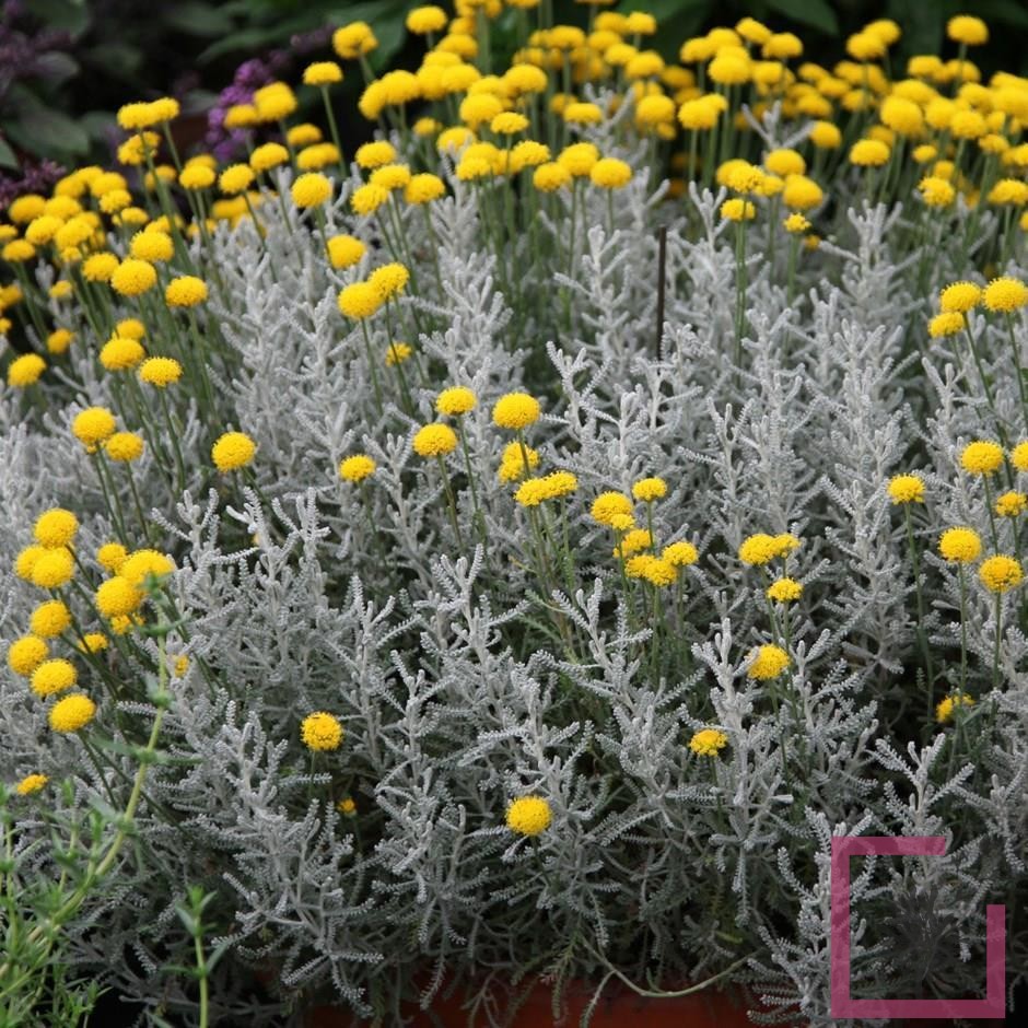 Santolina chamaecyparissus - santolina (Alveolo forestale)