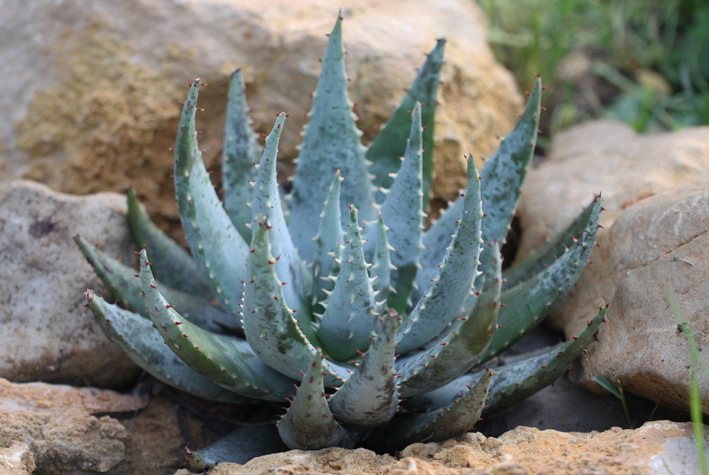 Aloe peglerae - aloe (Vaso quadro 7x7x8 cm)