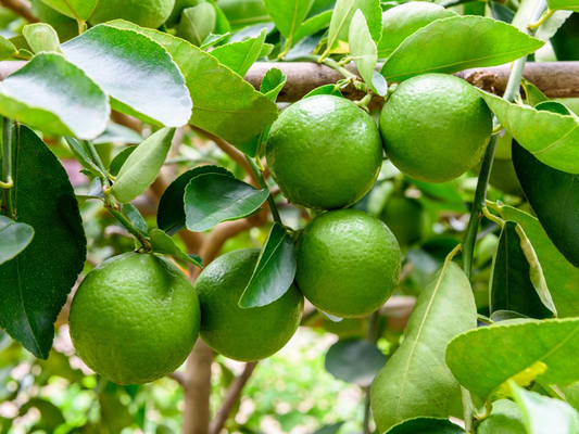 Citrus aurantiifolia - lime (Fitocella)