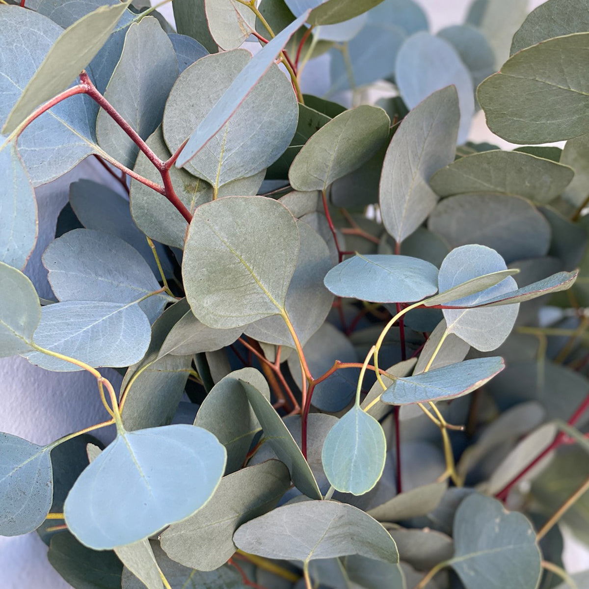 Eucalyptus populus - eucalipto a foglie di pioppo (Vaso quadro 9x9x20 cm)