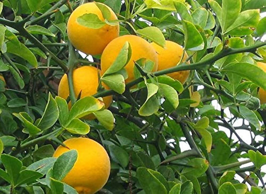 Poncirus trifoliata - trifoliate orange - 15 seeds