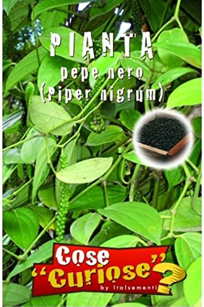 Piper nigrum - pepe nero (1 confezione di semi)