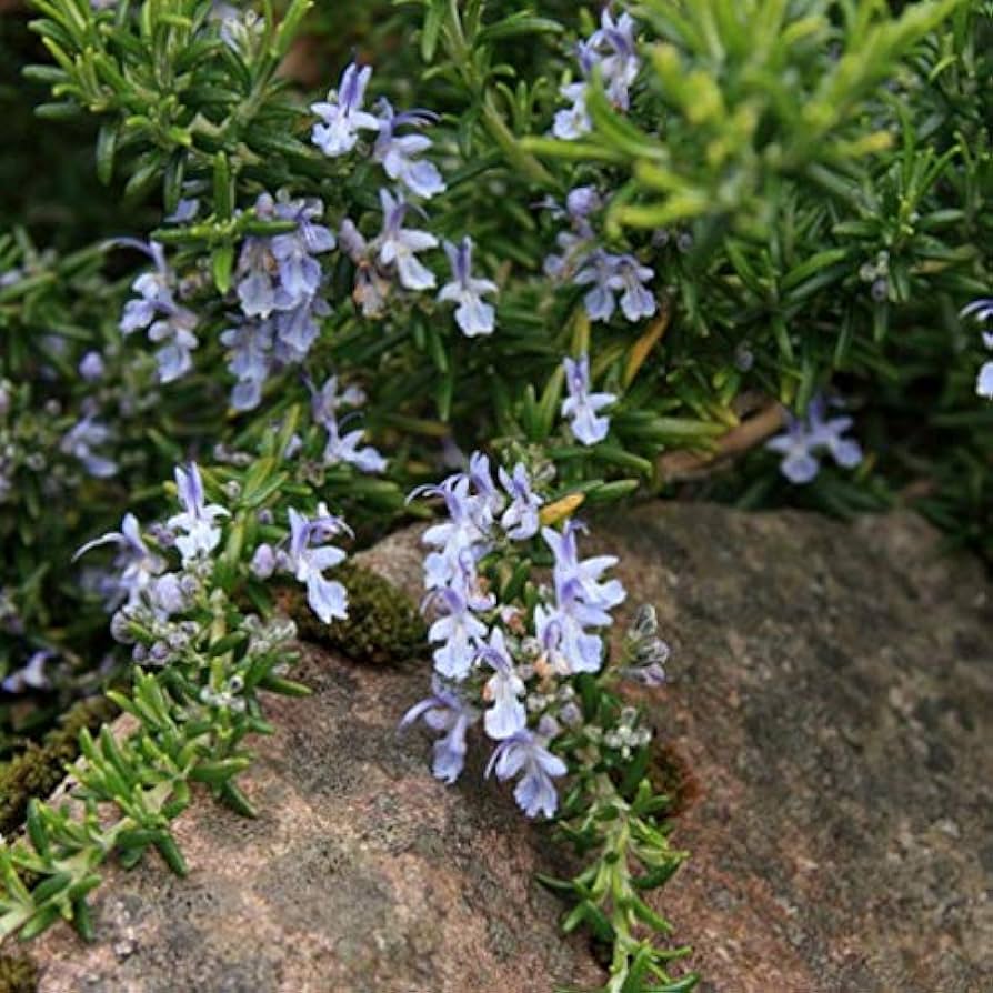 Rosmarinus officinalis semi prostratus cv. "Super blu" - rosmarino semi prostrato fiori blu (Alveolo forestale)