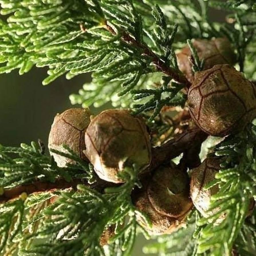 Cupressus macrocarpa - cipresso di Monterey, cipresso limonato (Alveolo forestale)