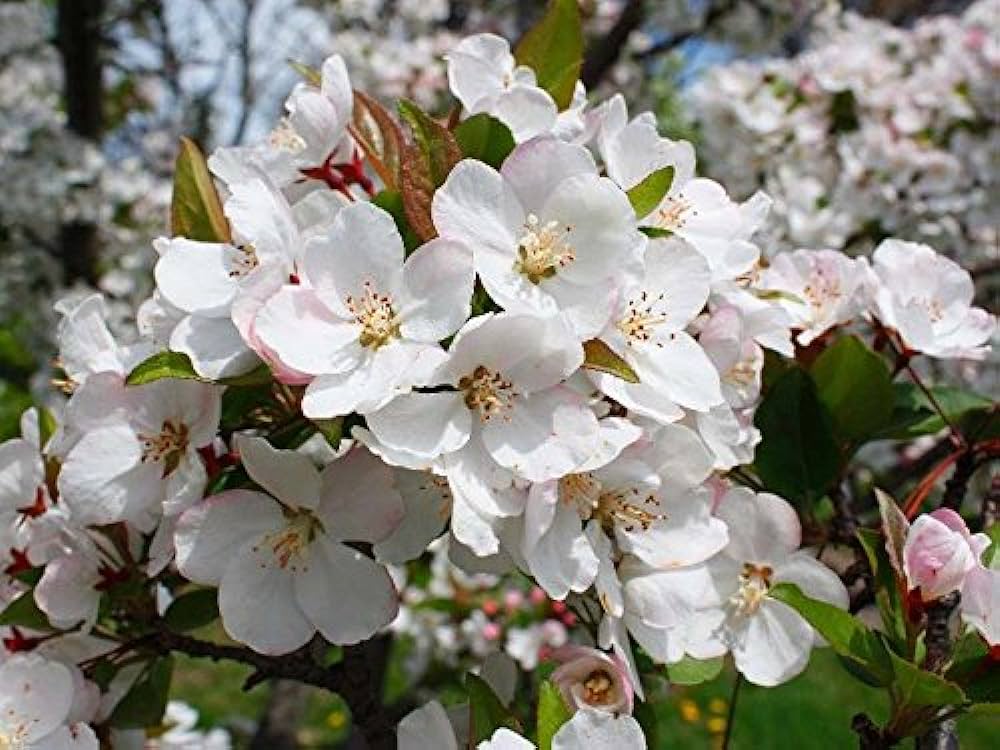 Malus hupehensis - melo cinese (Alveolo forestale)