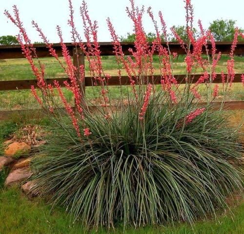 Hesperaloe parviflora - yucca rossa (Vaso quadro 7x7x10 cm)