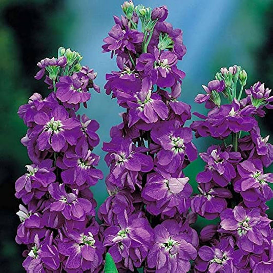Matthiola incana - violaciocche viola (50 semi)