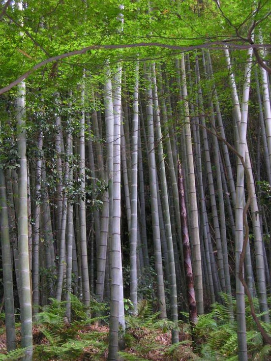 Phyllostachys edulis - moso bamboo gigante (1 confezione di semi)