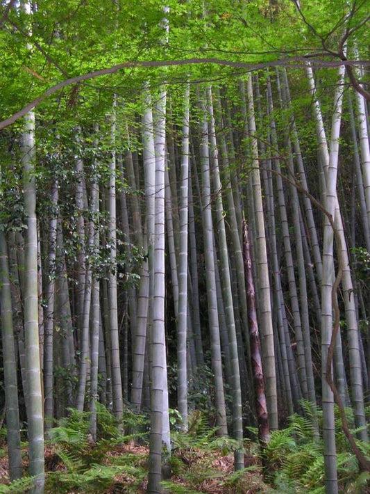 Phyllostachys edulis - moso bamboo gigante (1 confezione)