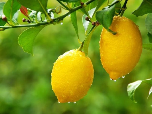 Citrus limon cv "Lunario" - limone 4 stagioni (Fitocella)