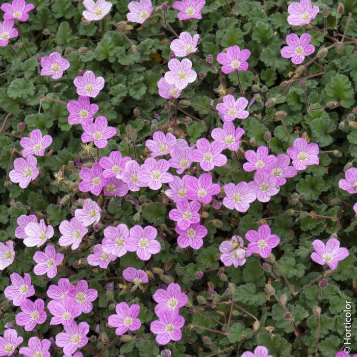 Erodium variabile - ground cover geranium (8 cm pot)