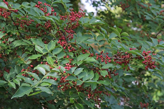 Zanthoxylum simulans - Albero del Pepe Cinese (Alveolo forestale)