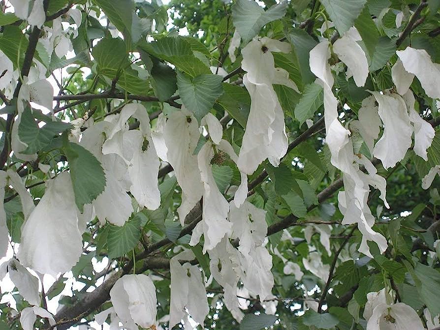 Davidia involucrata - albero dei fazzoletti (Vaso 20 cm)