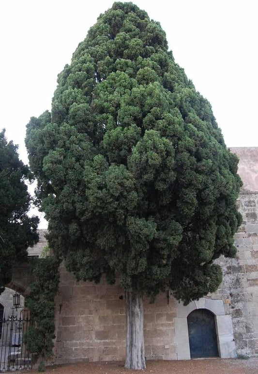 Cupressus sempervirens var. horizontalis - cipresso femmina (Alveolo forestale)