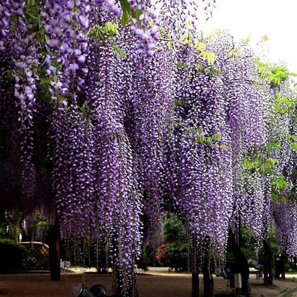 Wisteria floribunda viola - Glicine del Giappone (Alveolo forestale)