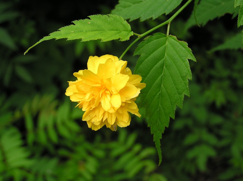 Kerria japonica cv "pleniflora" - rosa del giappone (Alveolo forestale)