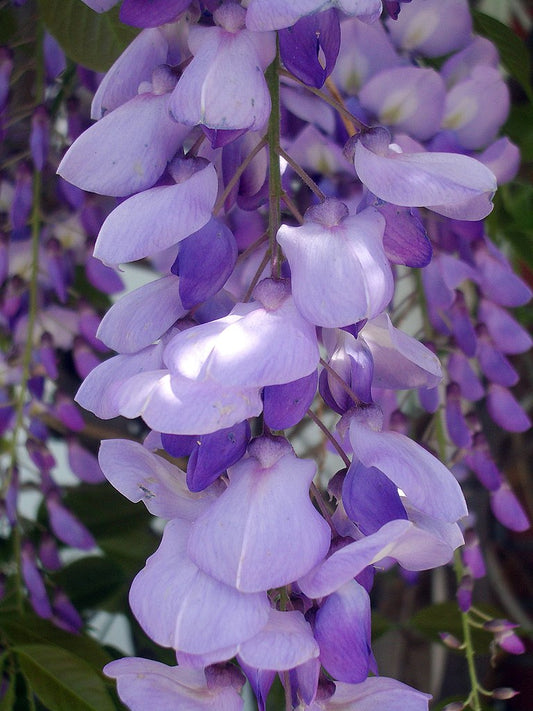 Wisteria Sinensis - Glicine (Alveolo Forestale)