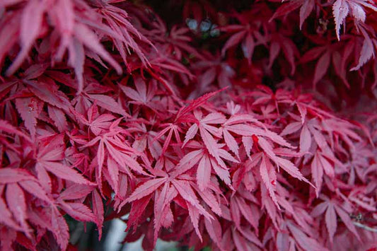 Acer palmatum "atropurpureum" - acero rosso (Vaso quadro 9x9x13 cm, FRANCO)