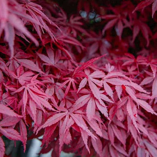 Acer palmatum "atropurpureum dissectum" innsetato alto - acero giapponese rosso (Vaso 18 cm)