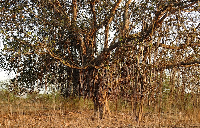 Ficus benghalensis MDB 65 - banyan tree- ficus dea Kalì (Vaso quadro 9x9x20 cm)