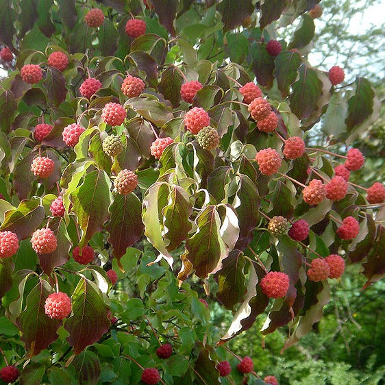 Cornus kousa - corniolo del Giappone (fiore bianco) (Vaso quadro)